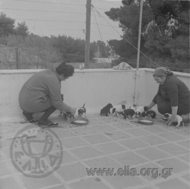 Γεννητούρια της Scampi.