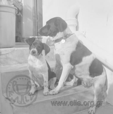 Η  Scampi και η Mirah.