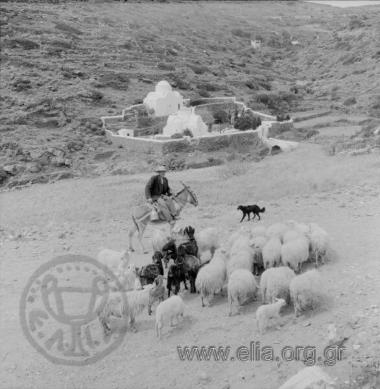 Βοσκός και κοπάδι.