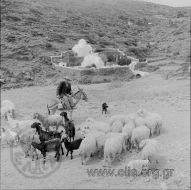 Βοσκός και κοπάδι.