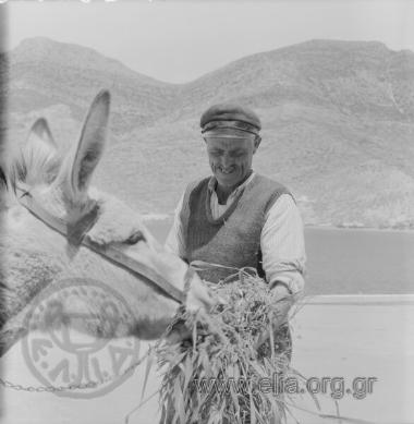 Ο Γιάννης Μπουλής δίνει σανό σε γαϊδούρι.