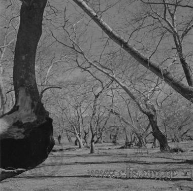 Άχμετ ΆγαΠροκοπίον