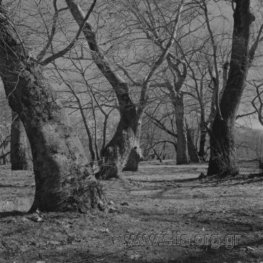 Άχμετ ΆγαΠροκοπίον