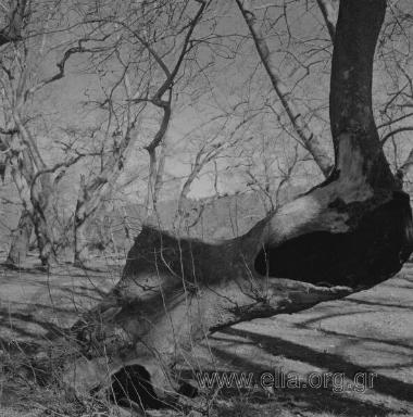 Άχμετ ΆγαΠροκοπίον