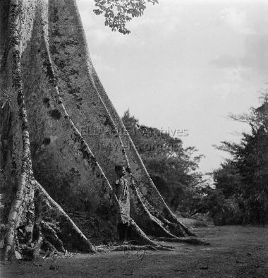 Αγόρι δίπλα σε δέντρο καπόκ (ceiba petandra).