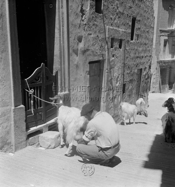 Cospicua(;), Μάλτα. Άρμεγμα κατσίκας σε σοκάκι της μεσαιωνικής πόλης.