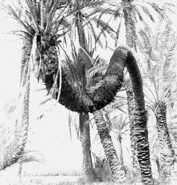 Φοινικόδεντρα στην πηγή Ain Tanagag.
