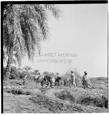 Εργάτες στο δρόμο για τις φυτείες χουρμά στην όαση Zeitoun.