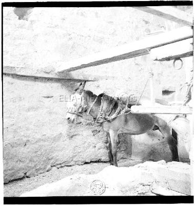 Ανατολική έρημος, Ερυθρά θάλασσα. Κοπτική μονή του Οσίου Παύλου του Θηβαίου. Μουλάρι ζεμένο στο μάγκανο του πηγαδιού.