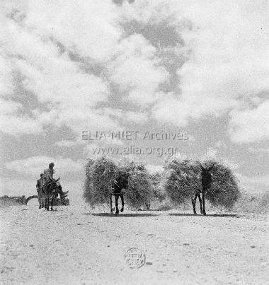 Μεταφορά σταχυών.