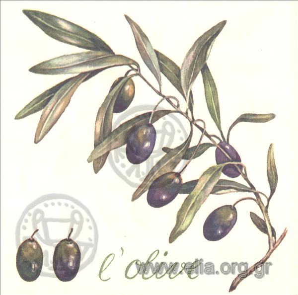 l' olive