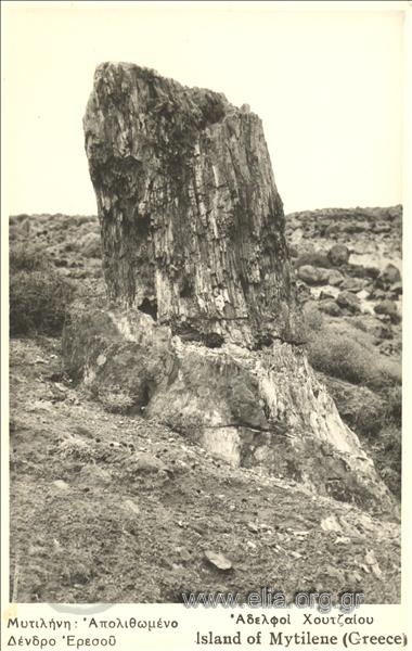 Μυτιλήνη: Απολιθωμένο δένδρο Ερεσού.