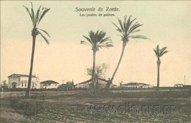 Souvenir de Zante. Les jardins de palme.