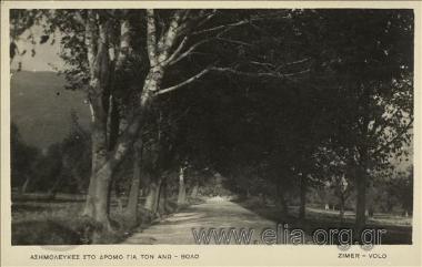 Ασημόλευκες στο δρόμο για τον Άνω - Βόλο.