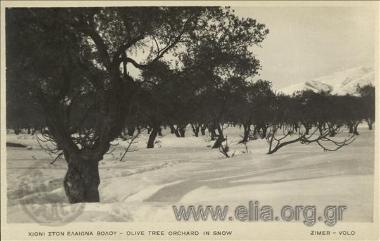 Χιόνι στον Ελαιώνα Βόλου.