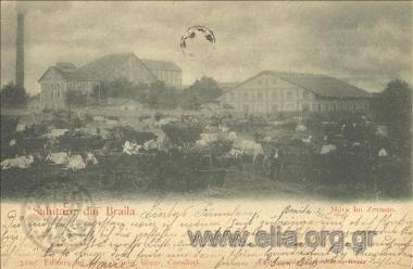 Salutari din Braila. Mora lui Zerman.