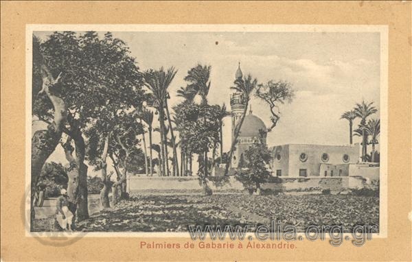 Palmiers de Gabarie à Alexandrie.