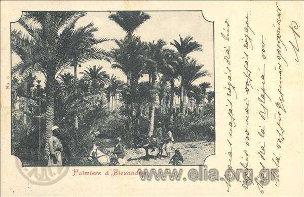 Palmiers d' Alexandrie.