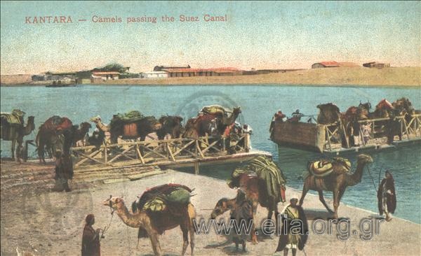 Kantara - Camels passing the Suez Canal.