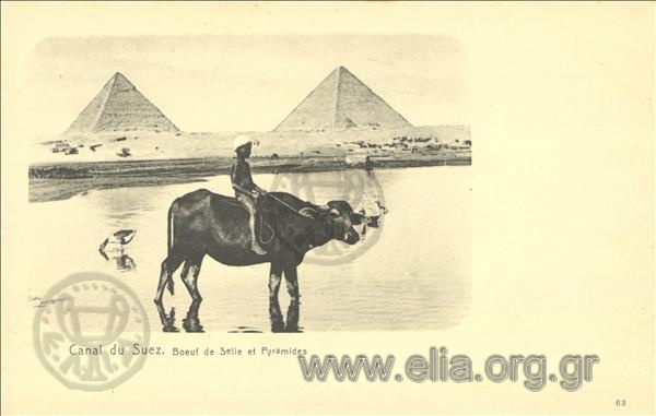 Canal de Suez. Boeuf de Selle et Pyramide.