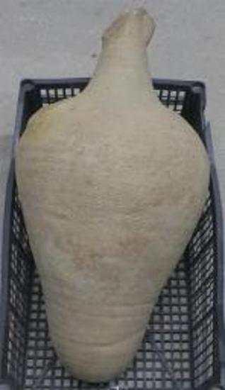 Βυζαντινός αμφορέας (μαγαρικό)