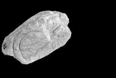 Τμήμα κιονόκρανου