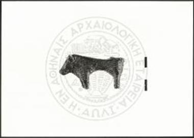 Stier (X 4316).