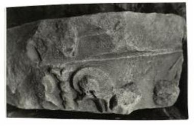 Κιονόκρανο