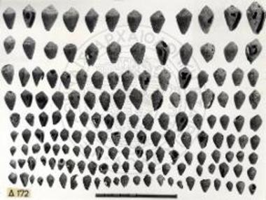 Περατή. Το νεκροταφείον. Κογχύλια του τάφου 131.