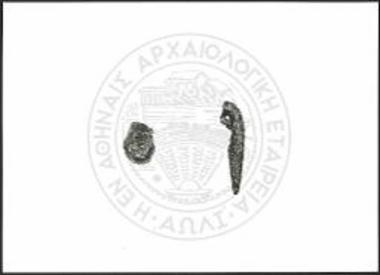 Hoden, Schwanz eines Stiers.