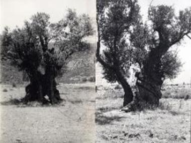 Παμπάλαια ελαιόδενδρα του Μαραθώνος. Η δεξιά είναι «στρεπτή». Το φαινόμενον είχον προσέξει και οι αρχαίοι, απέδιδον δε την στρέψιν τοιούτων κορμών εις τον Ηρακλέα (εν τη πραγματικότητα είναι αποτέλεσμα του ηλιοτροπισμού).