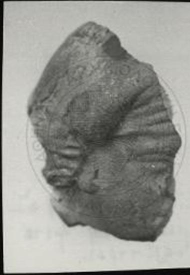 Άβδηρα. Απότμημα κεφαλής ειδωλίου.