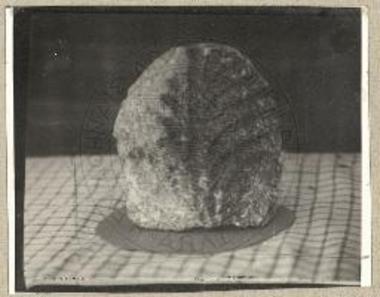 Άργους Ορεστικού ανθέμιον ασβέστινον.