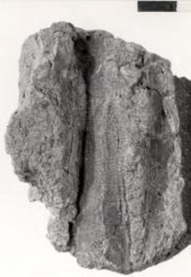 Ταφικός Κύκλος Β, τάφος Δ. Τεμάχια εξ ελεφαντοστού.