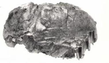 Ταφικός Κύκλος Β, μύκης εξ ελεφαντοστού εκ του τάφου Λ.