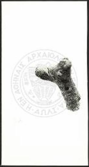 Head of deer.