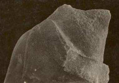 The upper part of the Atalanta's torso. Back view.