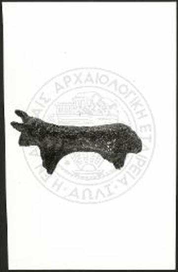Stier (X 3585).