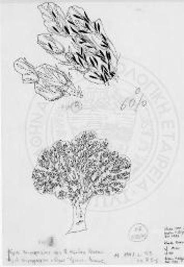 (κάτω) Ελιά τοιχογραφίας «Ιερού Άλσους» Κνωσού, (επάνω) Ελιά τοιχογραφίας της Β. εισόδου Κνωσού.