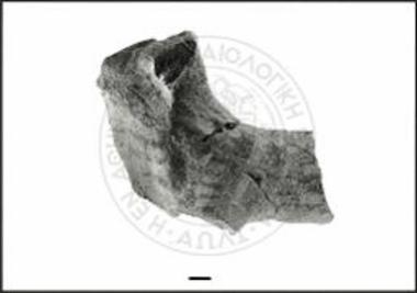 Fragmentary bull with body of oval cross-section.
