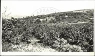 Άποψις των αποκαλυφθέντων λαξευμάτων από Νοτιοανατολικών. Δια των υπ΄ αριθ. 1-3 σημειούνται τα αντίστοιχα σπήλαια.