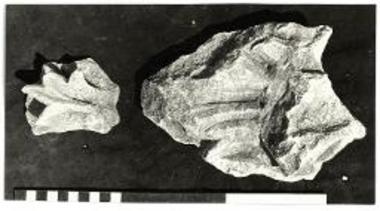 Θραύσματα κιονοκράνων.