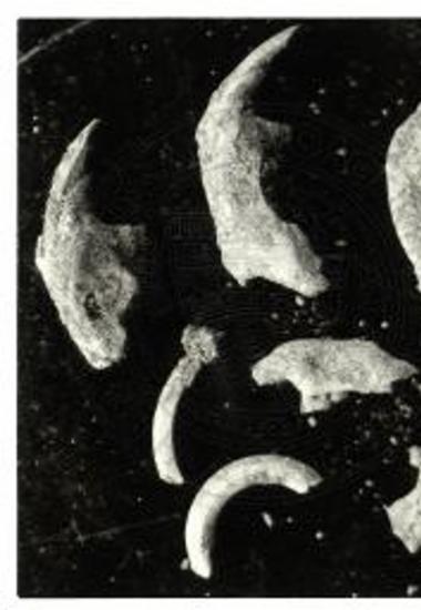 Σιαγόνες και οδόντες τρωκτικών  (2-3 χιλ.) υπό μεγέθυνσιν.