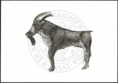 Bock (X 3597).