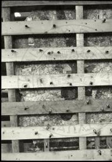 Τοιχογραφία νεαρού κυανοκεφάλου κατά το στάδιο της συναρμολόγησης.