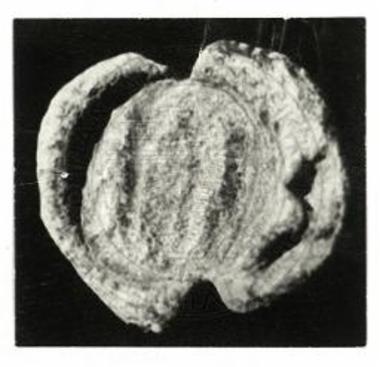 Ημισφαιρικόν μολυβδόβουλλον.