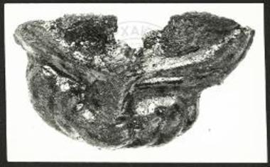 Πυρά Β. Αργυρό επίχρυσο έλασμα λεοντοκεφαλής (από πόρπη ) (Β253, ΕΜ 3722).