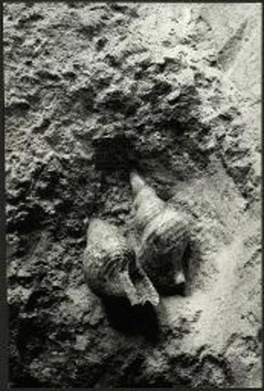 (EN) Two Triton-shells in the filling between the two floors of Room 7.