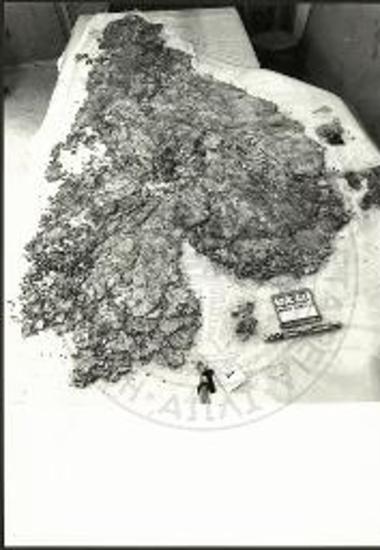 Ακρωτήρι Θήρας, εργαστήριο συντήρησης τοιχογραφιών. Μεγάλα τμήματα τοιχογραφιών από τη σύνθεση του δονακώνος (Ξεστή 3) πριν από τη συντήρησή του.