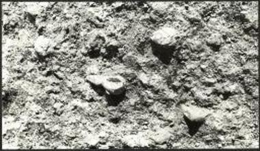 Τουρκογειτονιά, Ανακτορικό Κτήριο. Χώρος 17. Ελεφάντινο κεφάλι στη θέση του.